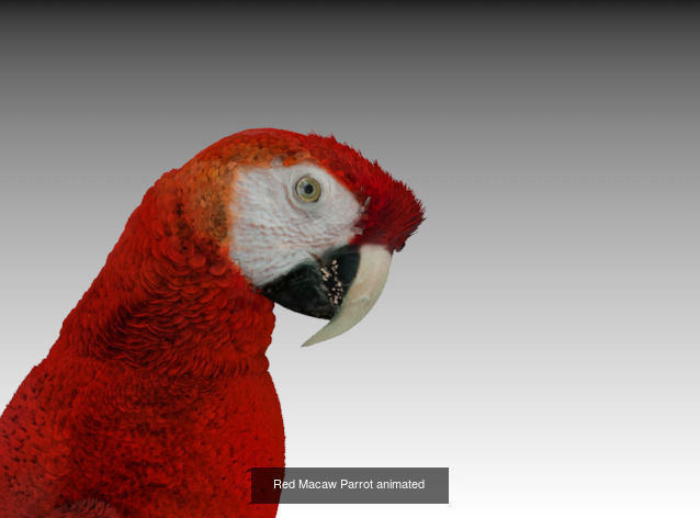 Birds Collection penguin _3