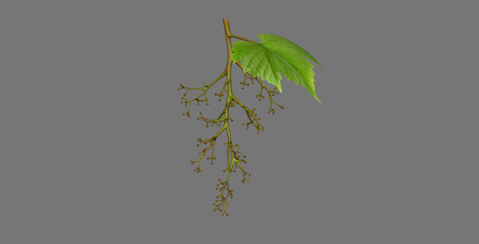 Grape grapes 3D model_8