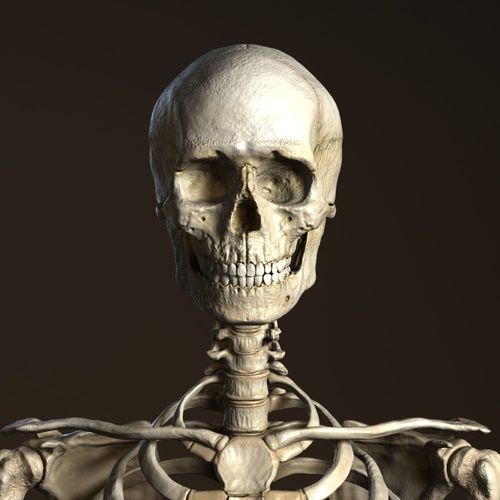 Human Anatomy - Male Skeleton 3D model