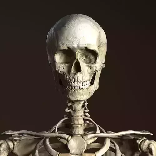 Human Anatomy - Male Skeleton 3D model