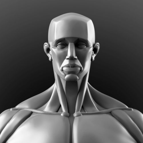 Human Anatomy Sculpture  3D model