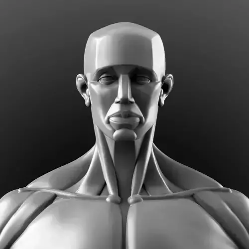 Human Anatomy Sculpture  3D model