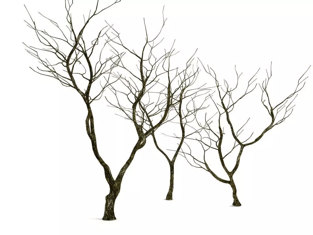 old tree 3D model