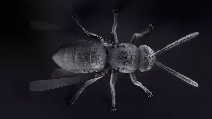 Wasp Micrography PBR VR  Low-poly 3D model
