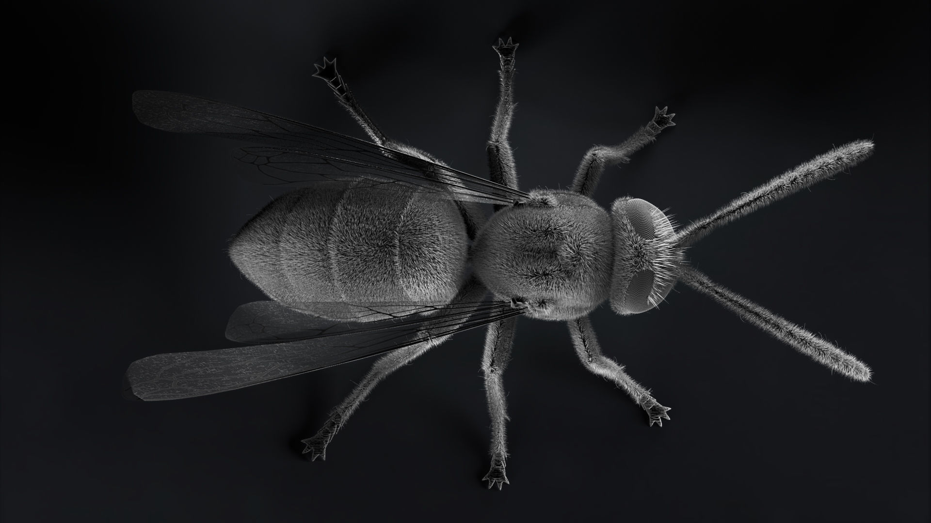 Wasp Micrography PBR VR