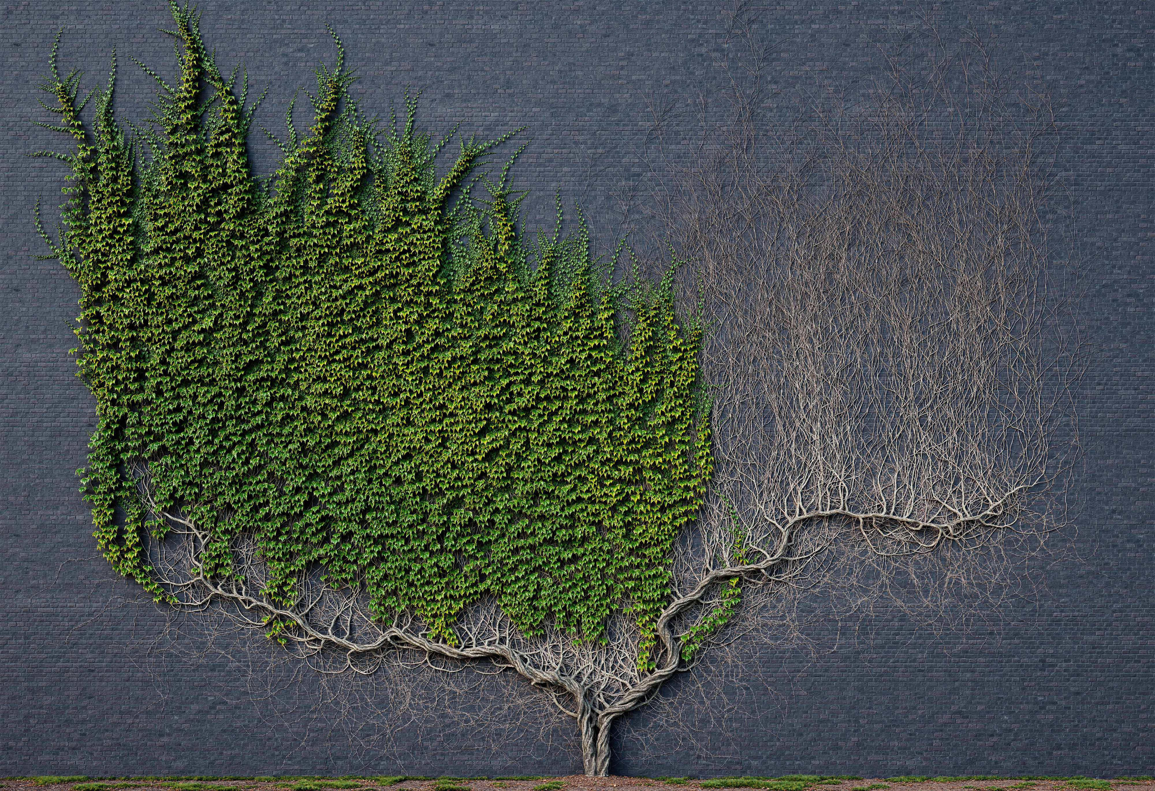 ARCHICG PLANTS IvyWalls vol 1 Model 01 3D model_1