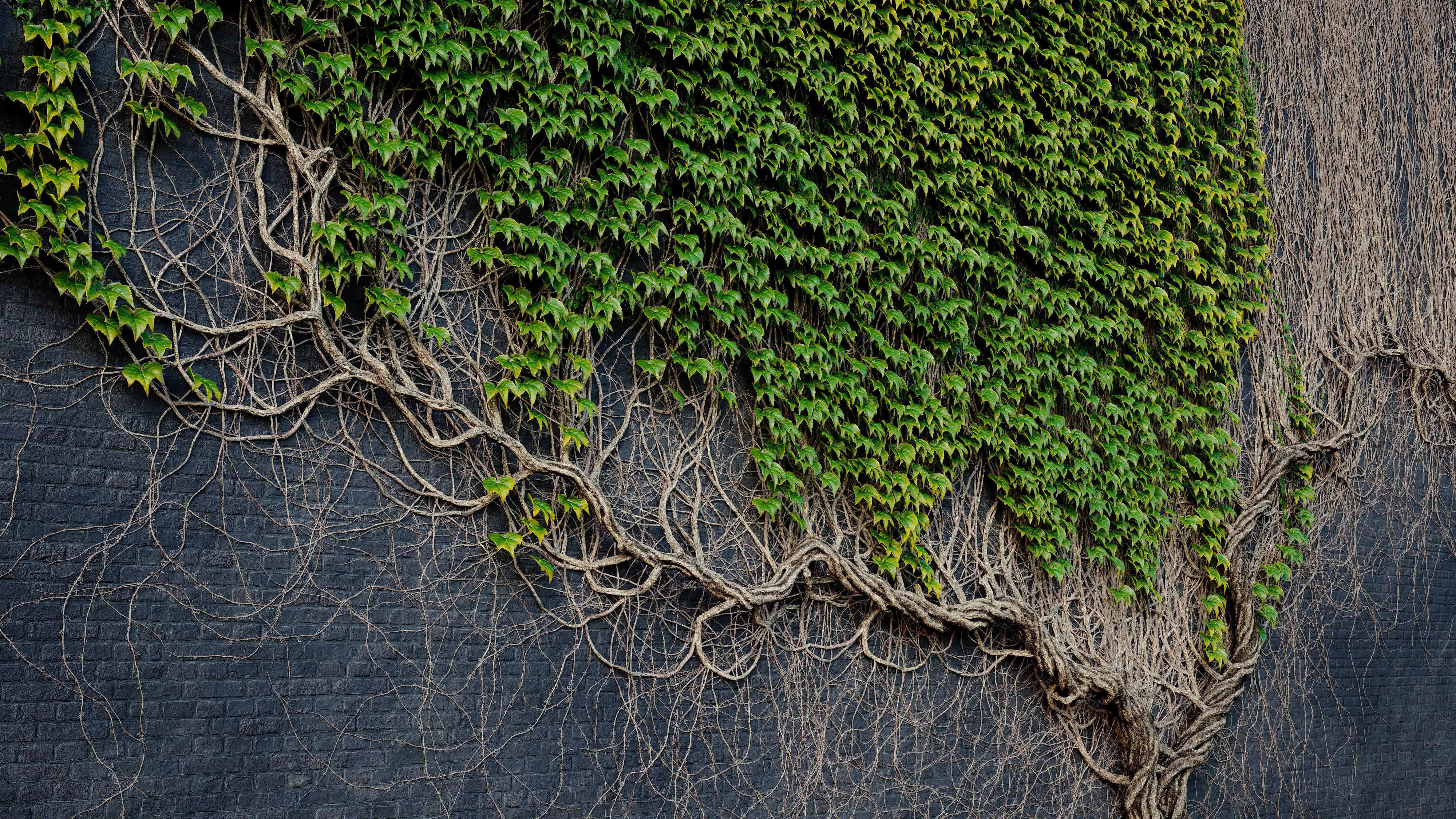 ARCHICG PLANTS IvyWalls vol 1 Model 01 3D model_0