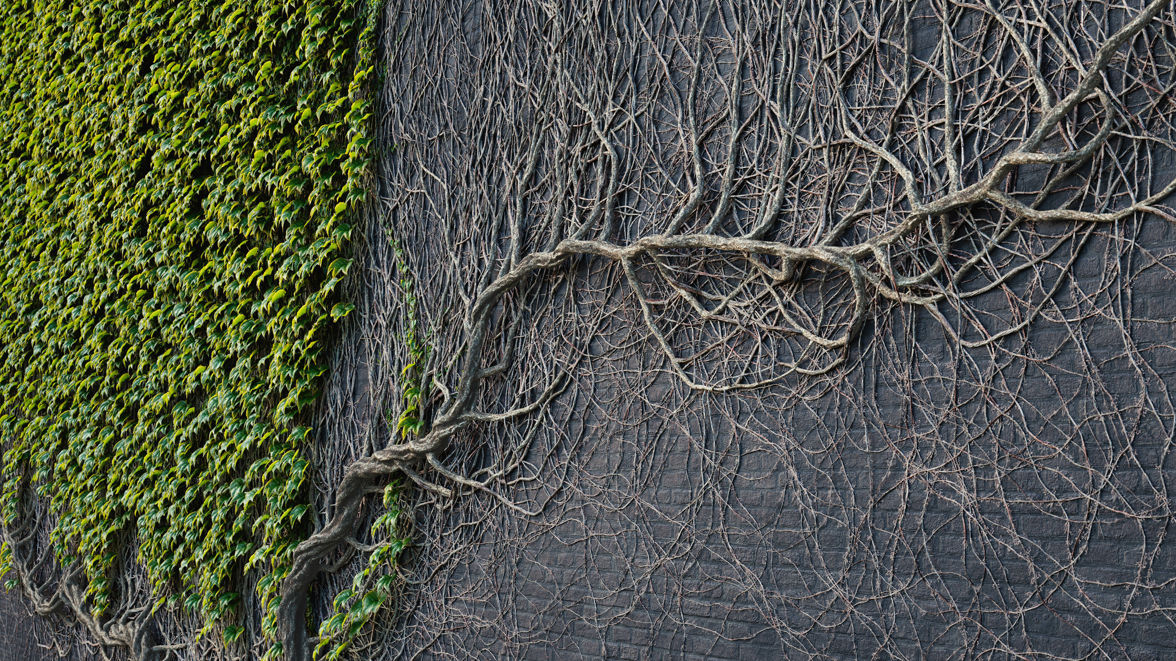 ARCHICG PLANTS IvyWalls vol 1 Model 01 3D model_3