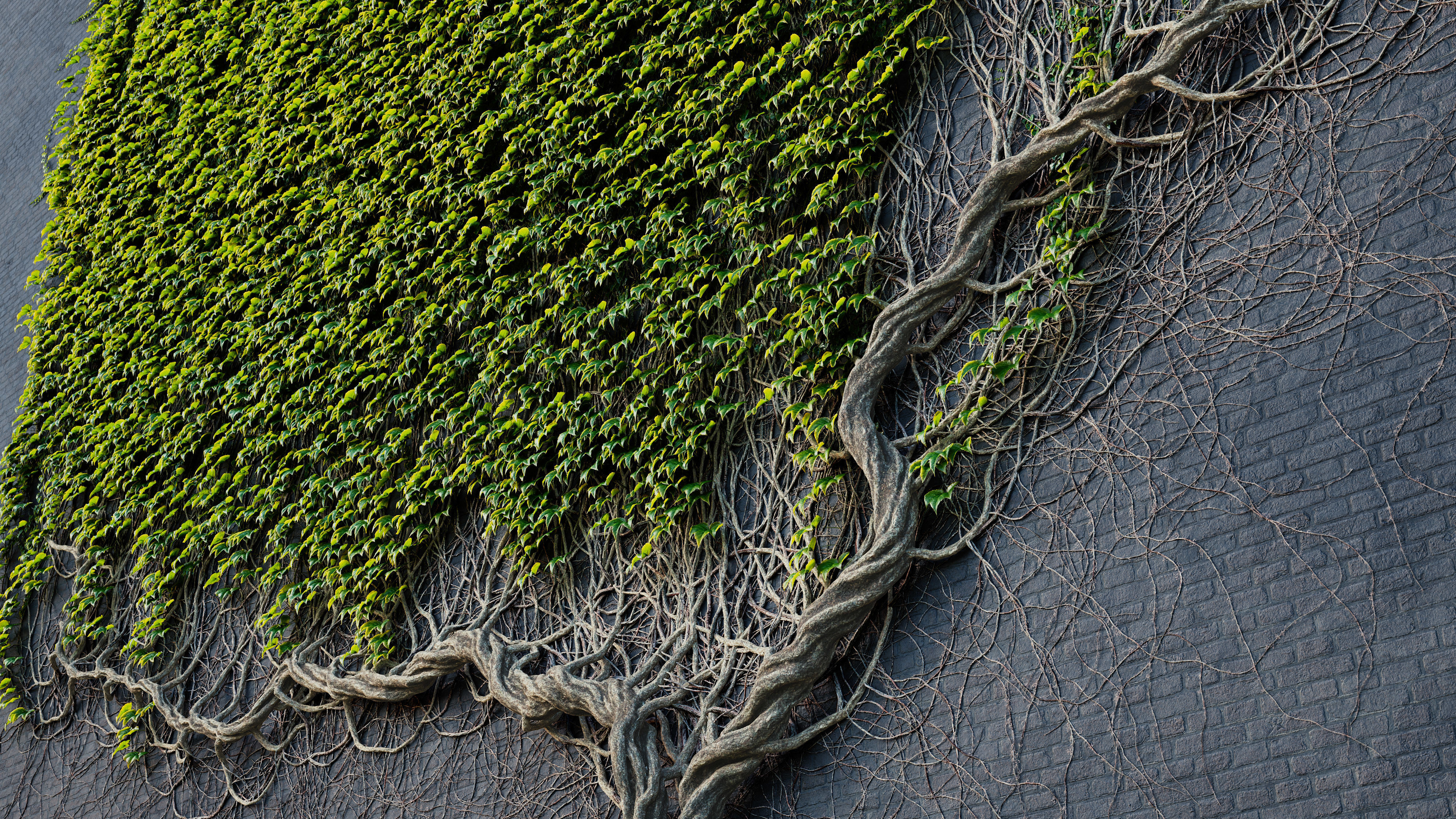 ARCHICG PLANTS IvyWalls vol 1 Model 01 3D model_2