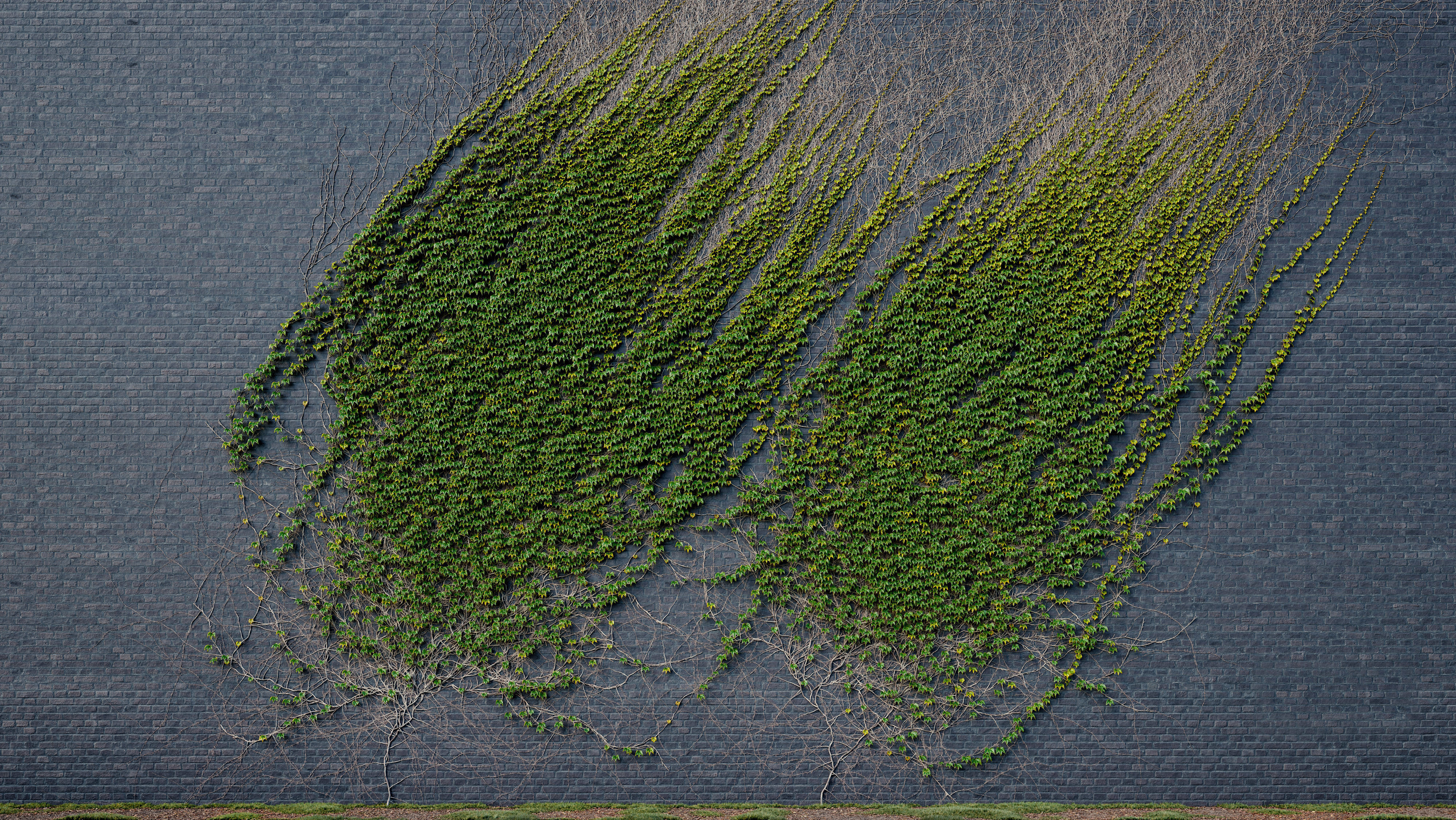 ARCHICG PLANTS IvyWalls vol 1 03 3D model_3