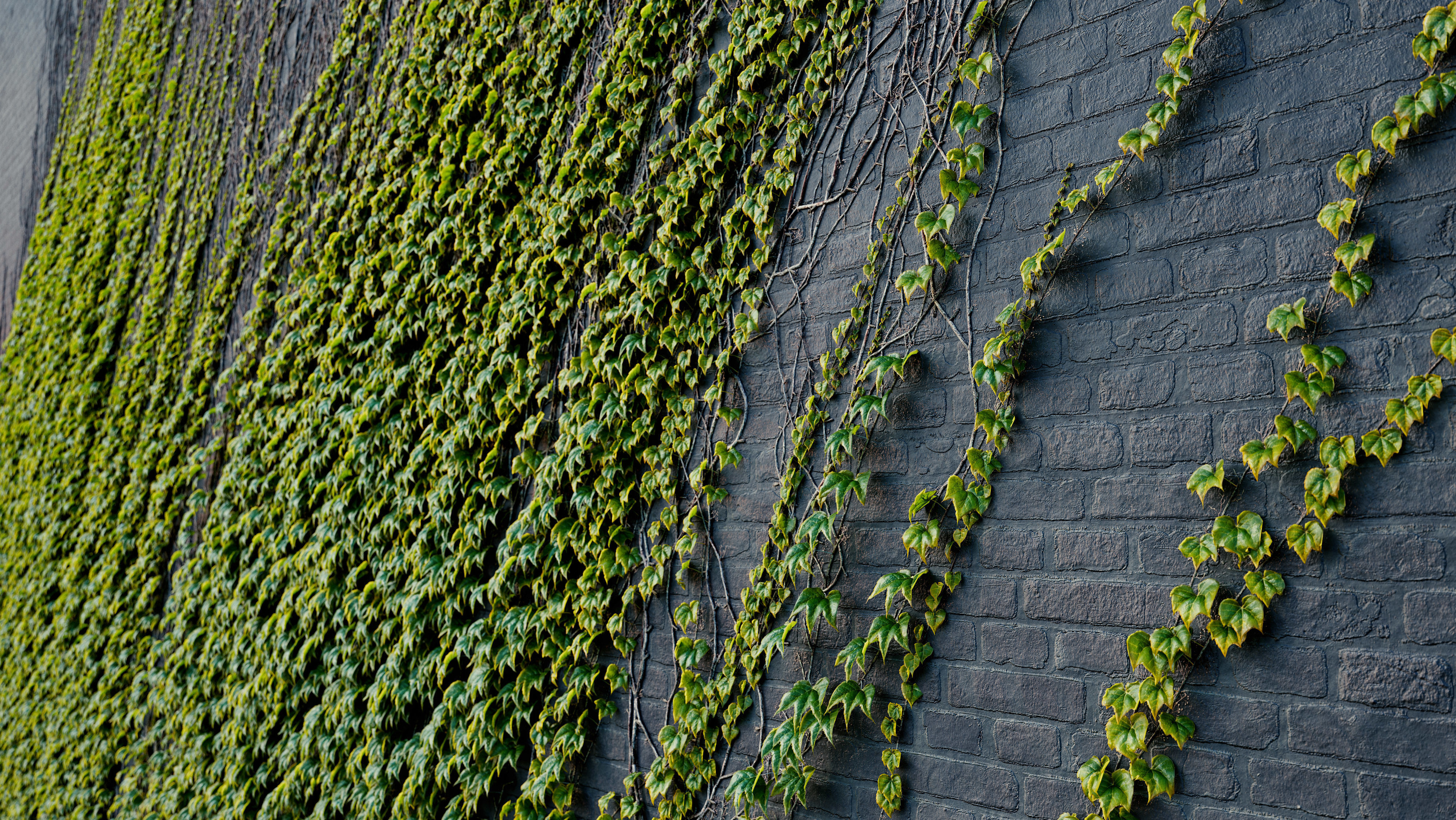 ARCHICG PLANTS IvyWalls vol 1 03 3D model_1