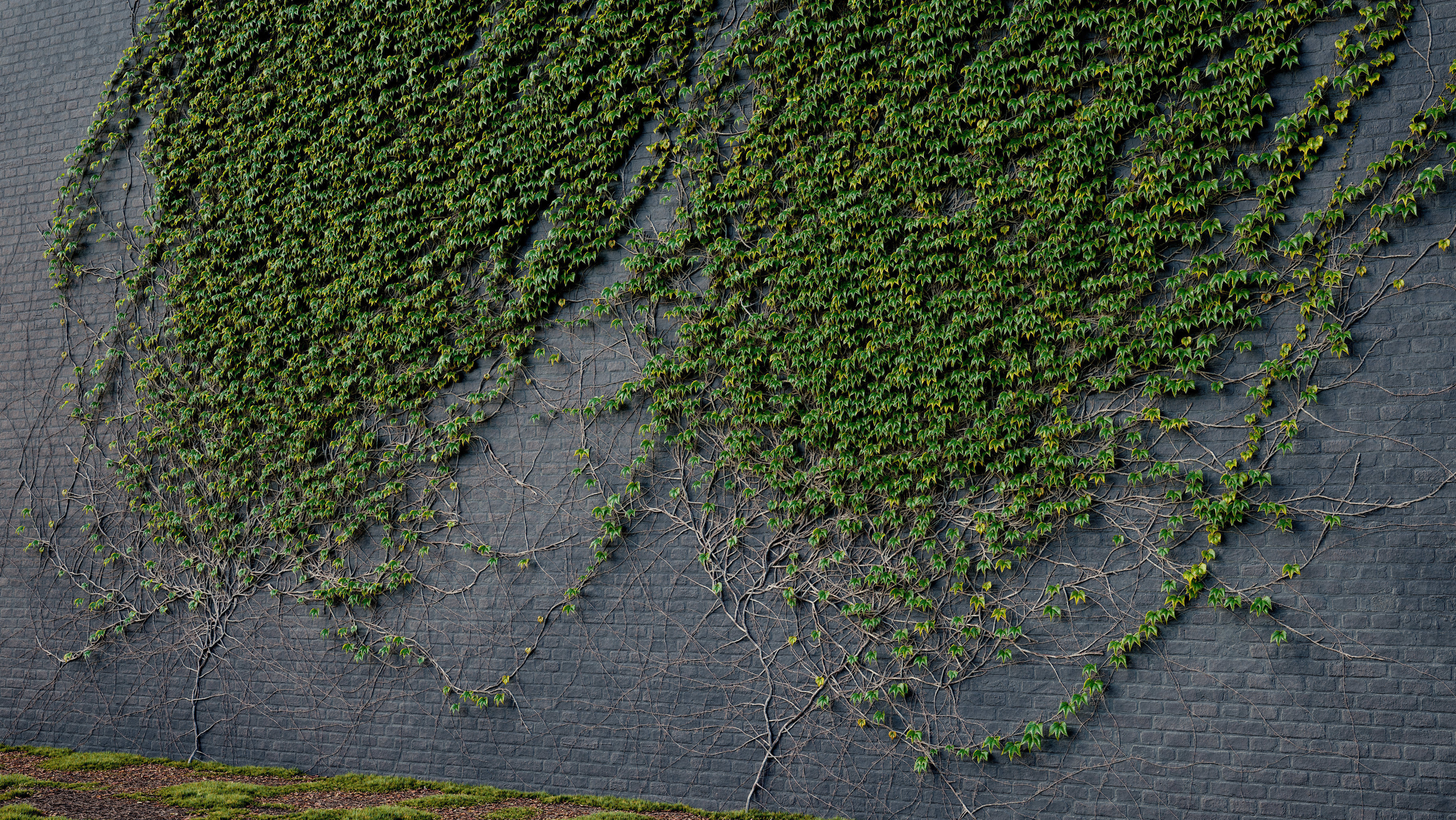 ARCHICG PLANTS IvyWalls vol 1 03 3D model_2