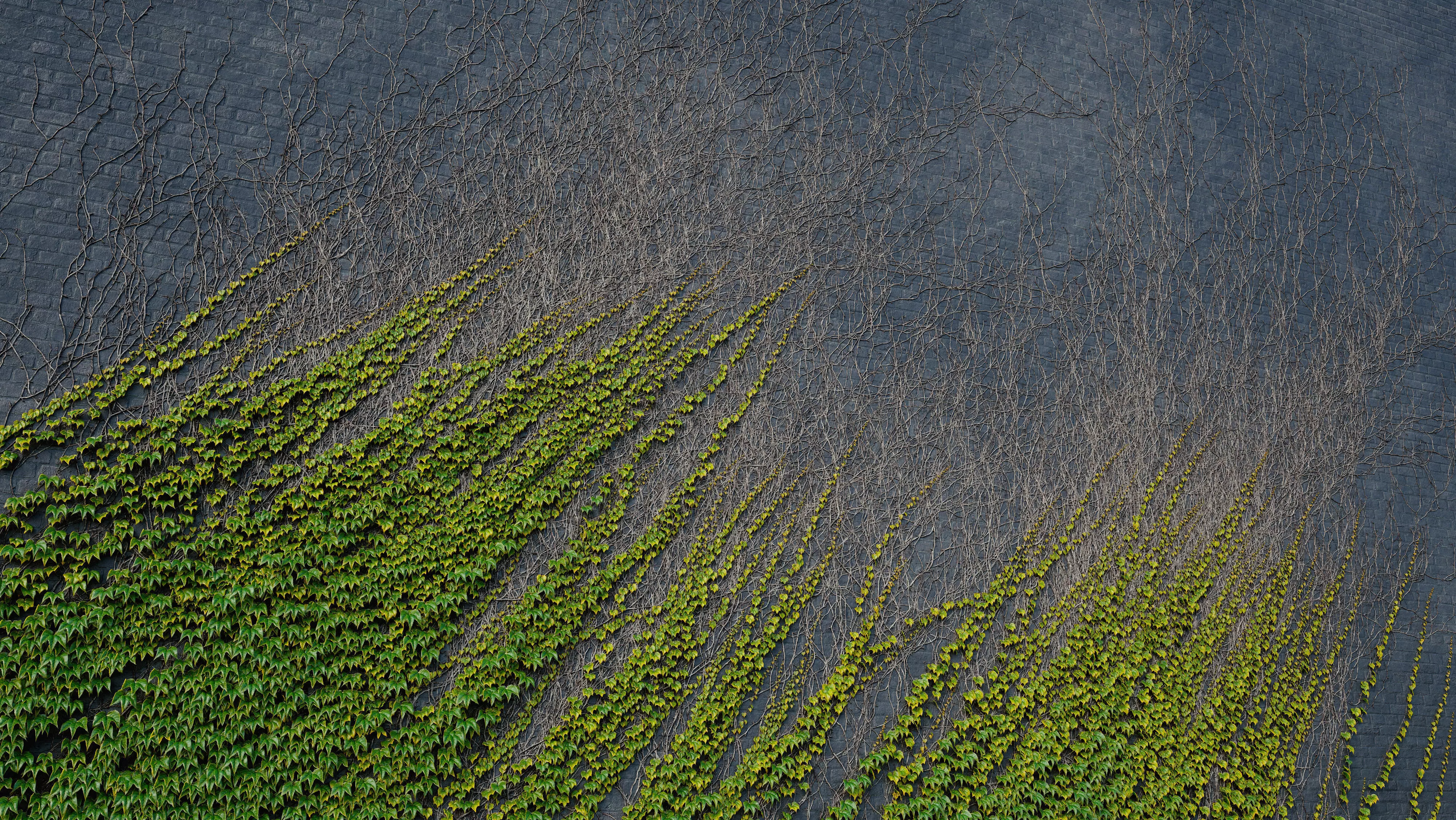 ARCHICG PLANTS IvyWalls vol 1 03 3D model_0