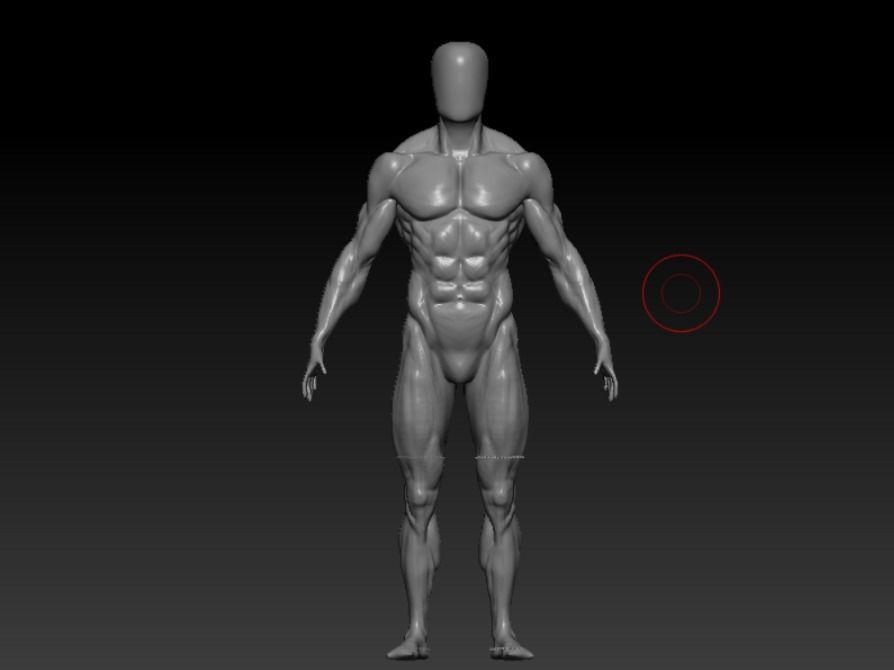 anatomy collection human body _11