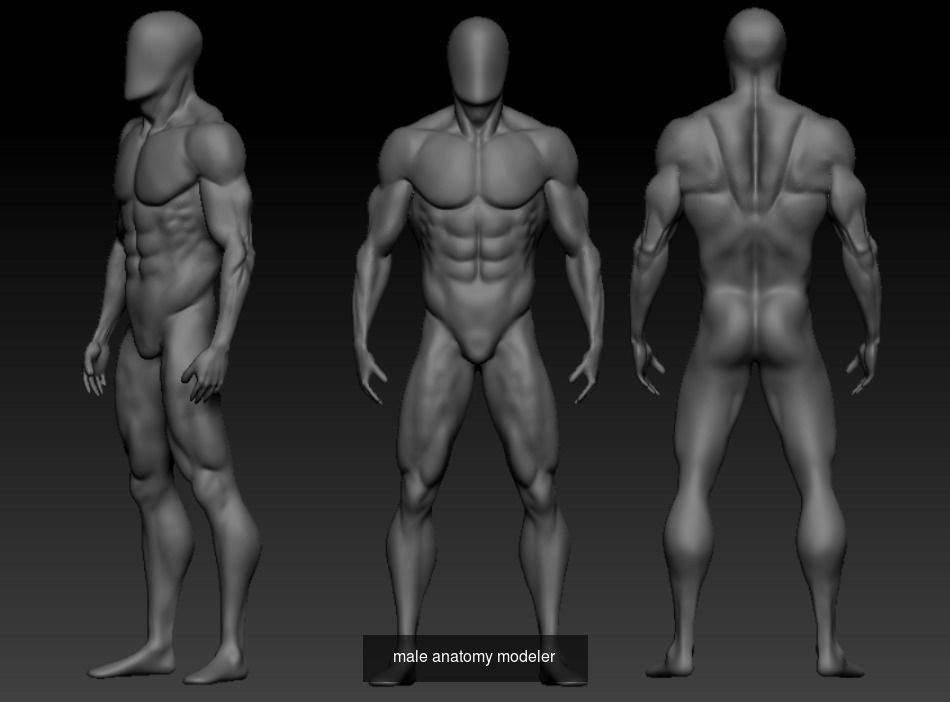 anatomy collection human body _6