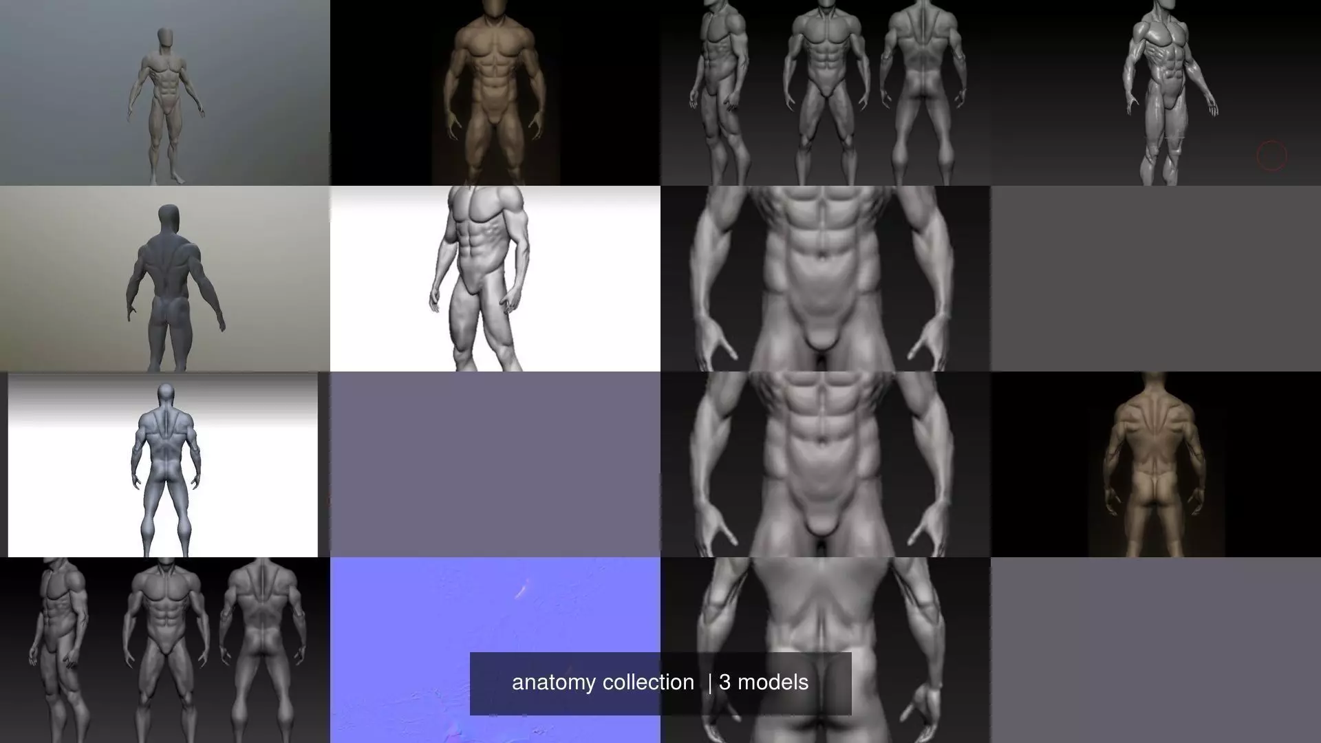anatomy collection human body _0