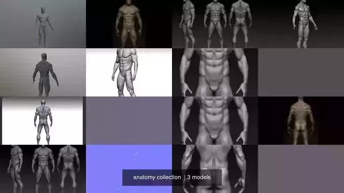 anatomy collection human body 