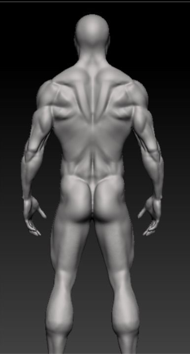 anatomy collection human body _9