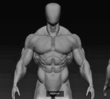 character anatomy bodybuilder and deisgn 3D Model Collection_6