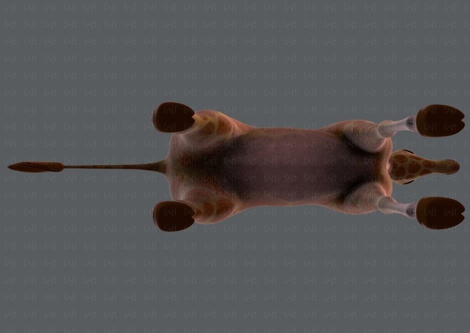 Giraffe V01 Low-poly 3D model_35