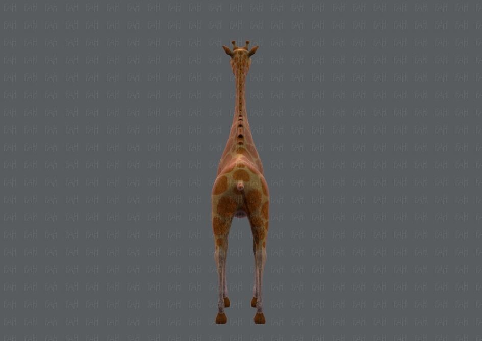 Giraffe V01 Low-poly 3D model_5