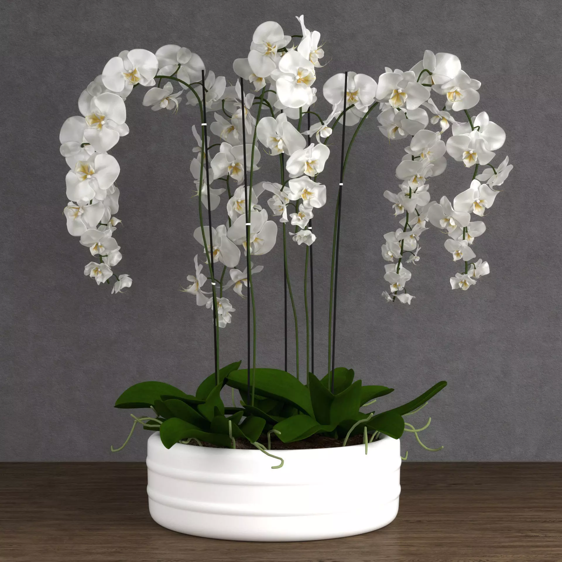 Orchid 6 orchids in pot on table 3D model