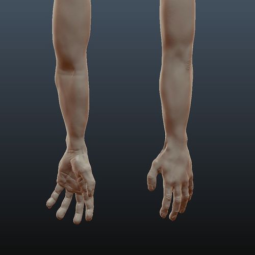 Male Arm Sculpt Free 3D model