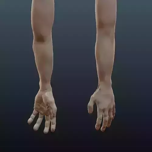 Male Arm Sculpt Free 3D model