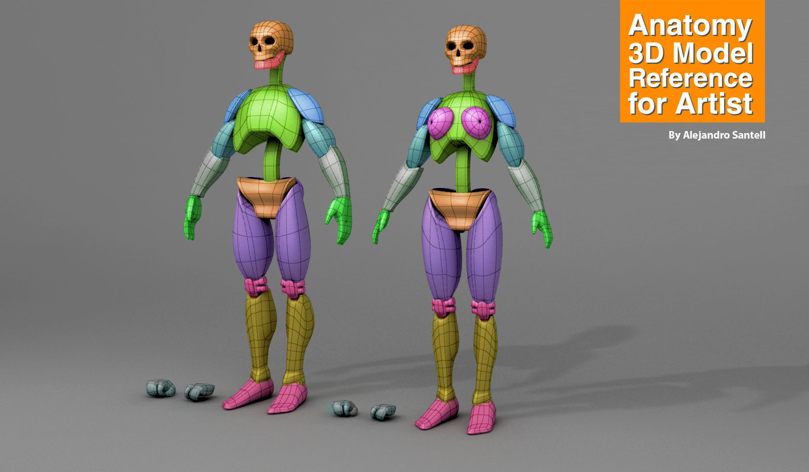 Anatomy 3D Model Reference For Artist 3D model_1