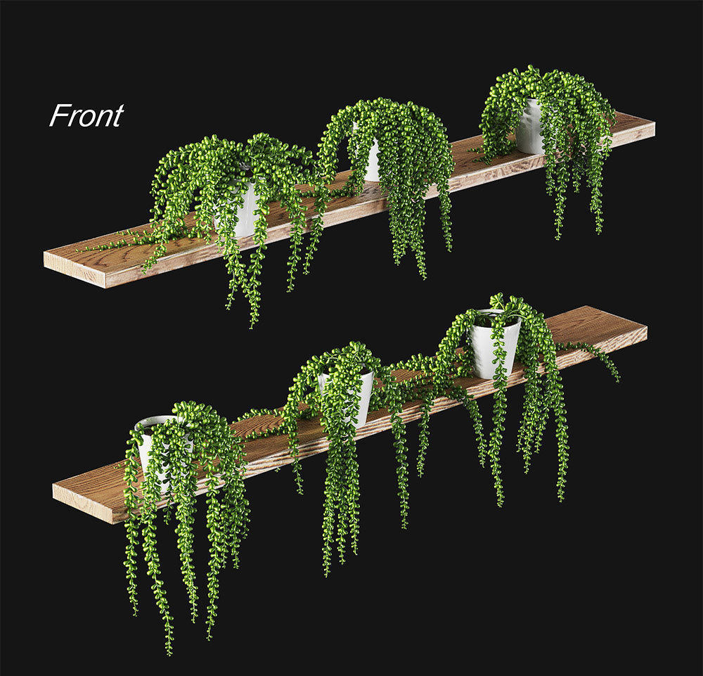 Hanging succulents in pots on shelves 3D model_1