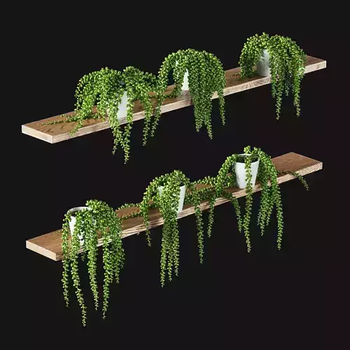 Hanging succulents in pots on shelves 3D model