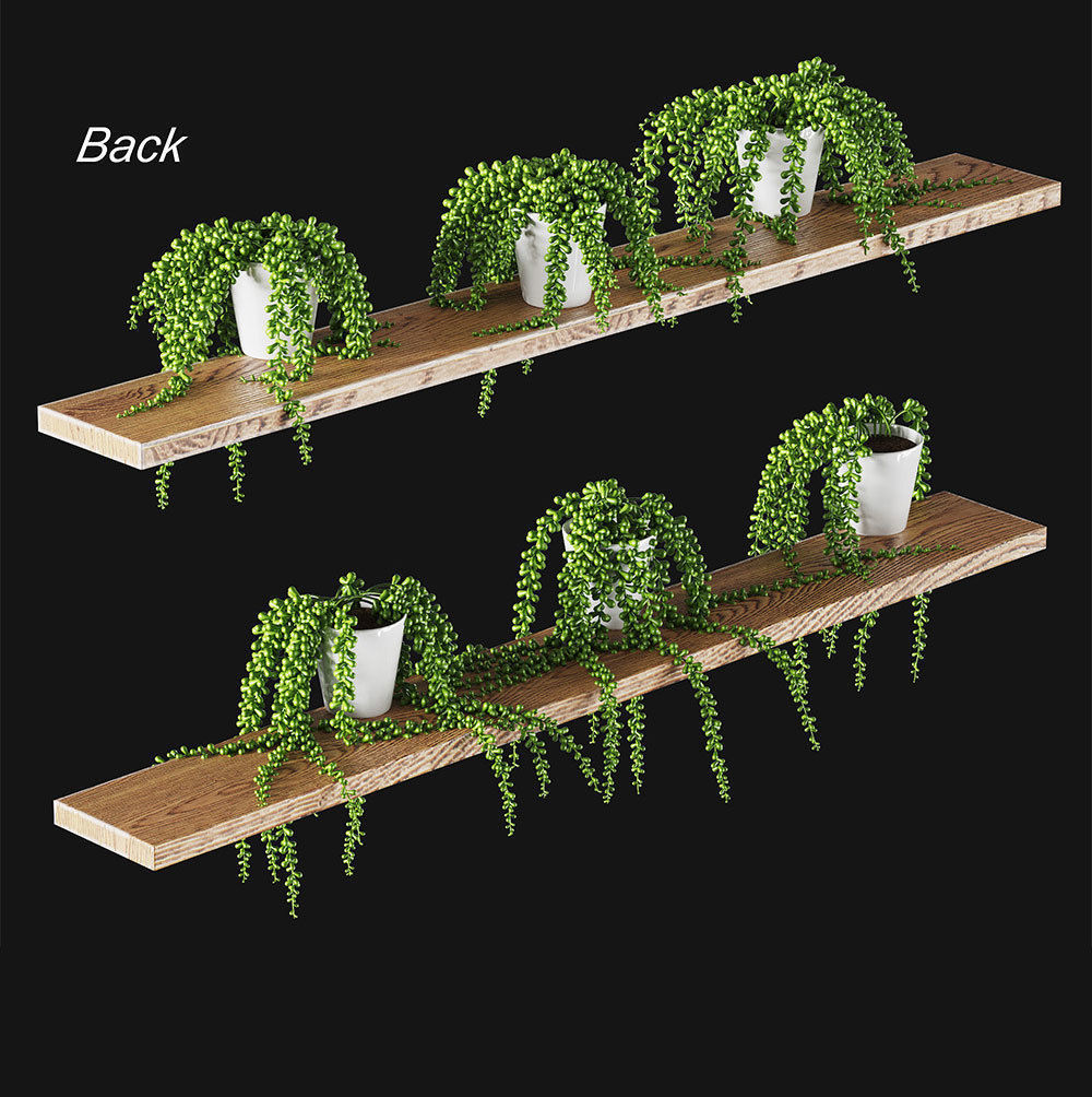 Hanging succulents in pots on shelves 3D model_2