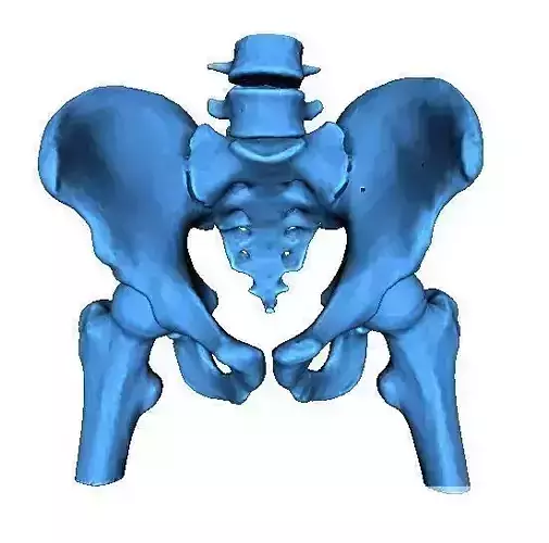 Human Pelvis 3D print model