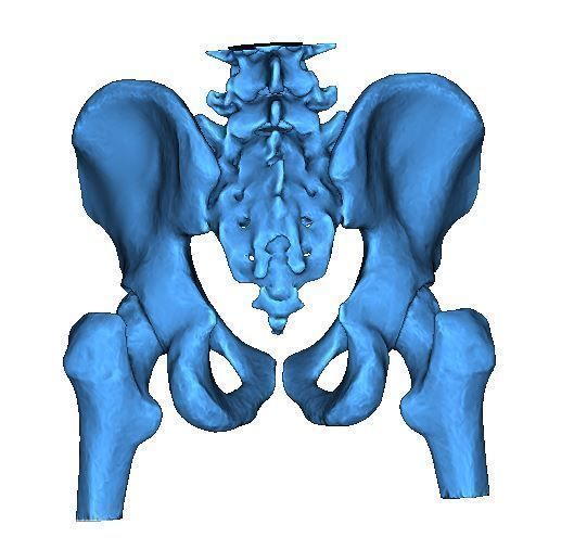 Human Pelvis 3D print model_2
