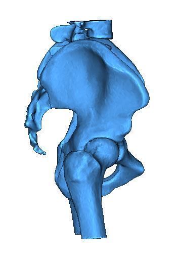 Human Pelvis 3D print model_3
