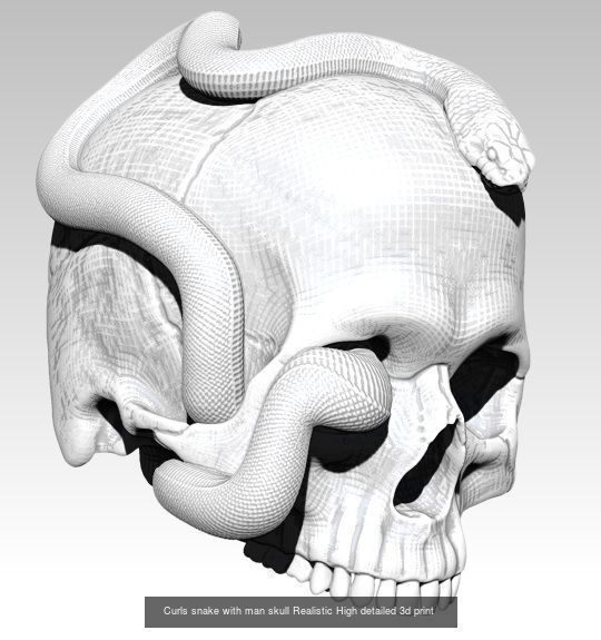 Lot of 6 detailed Skulls  Collection Realistic _1