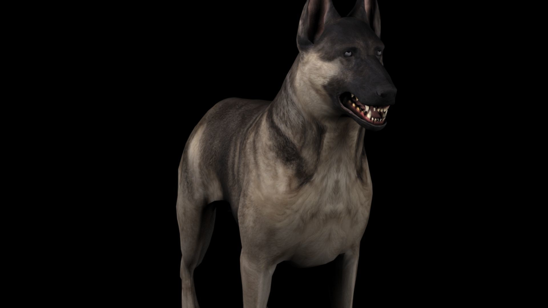 Shepherd dog 3d model 3D model_3