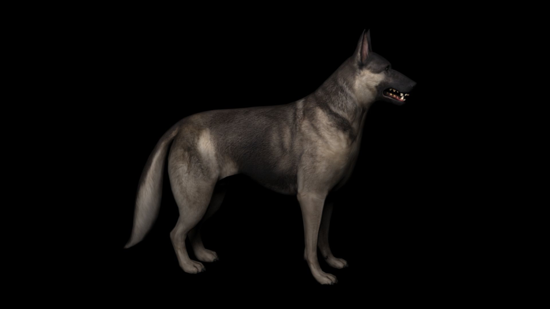 Shepherd dog 3d model 3D model_2
