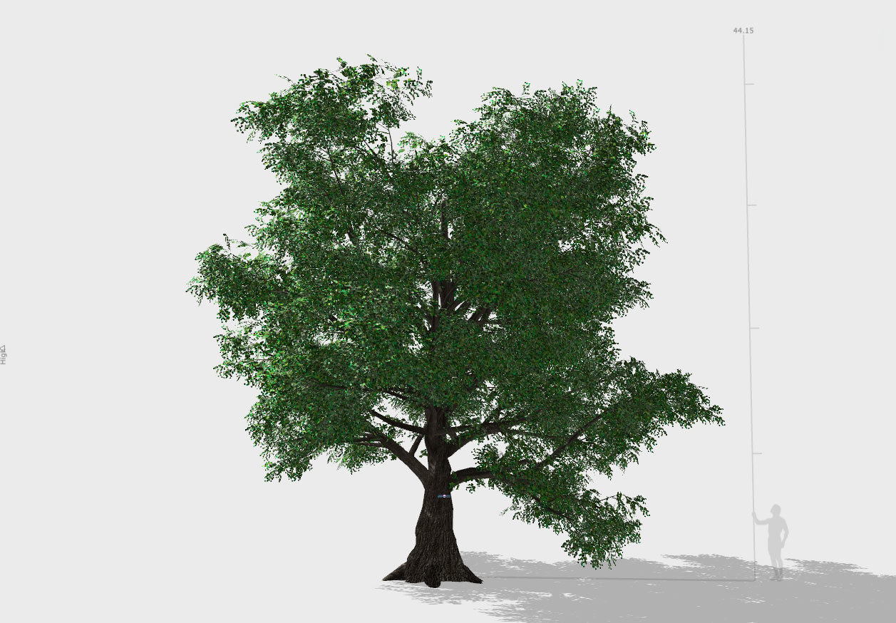Old Oak for unity Low-poly 3D model_2