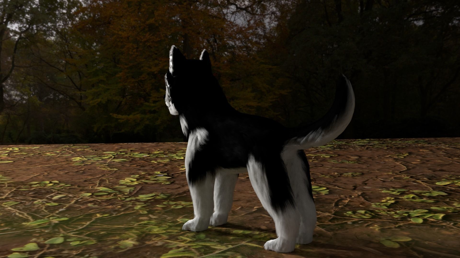 Huskey puppey  Low-poly 3D model_4