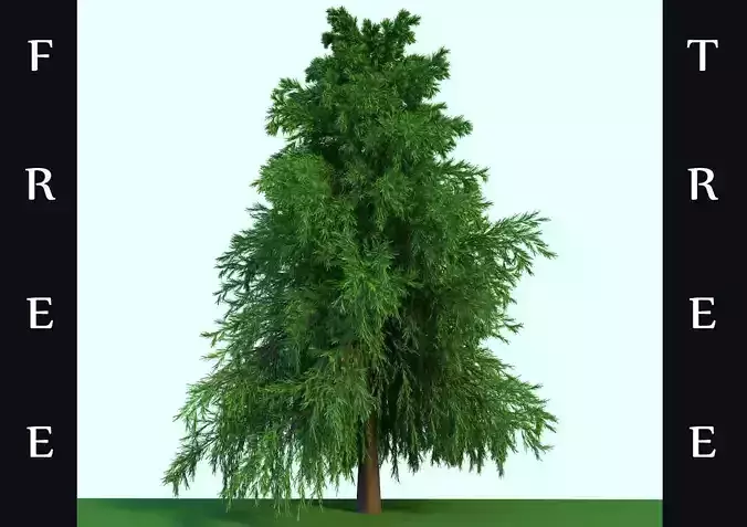 A Free Realistic Spruce Tree Boi Free 3D model