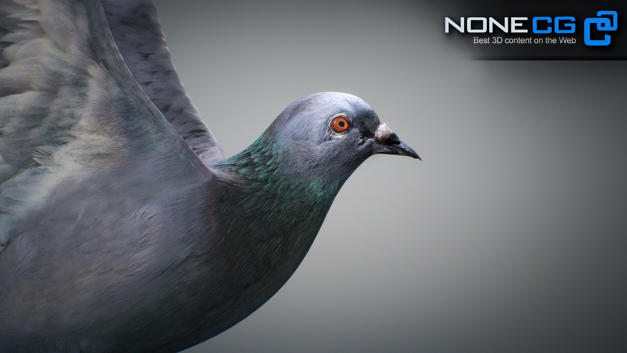 Rock Dove Animated 3D model_2