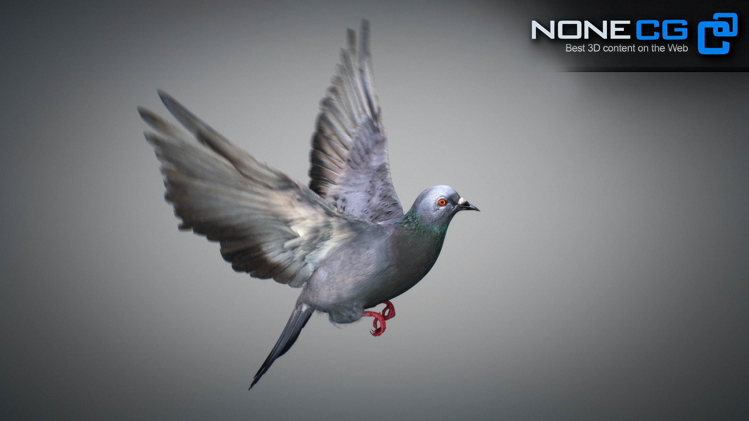 Rock Dove Animated 3D model_27