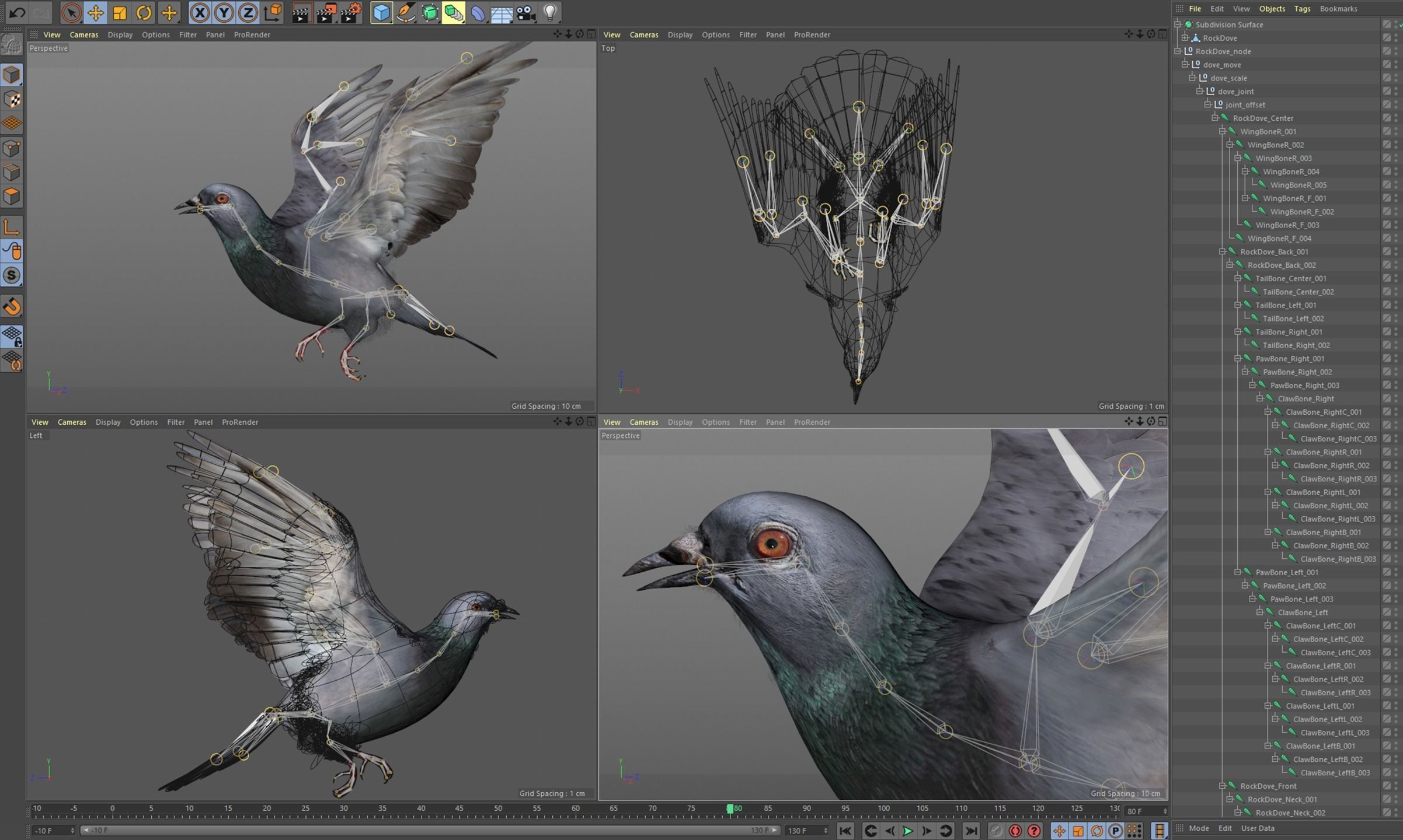 Rock Dove Animated 3D model_10