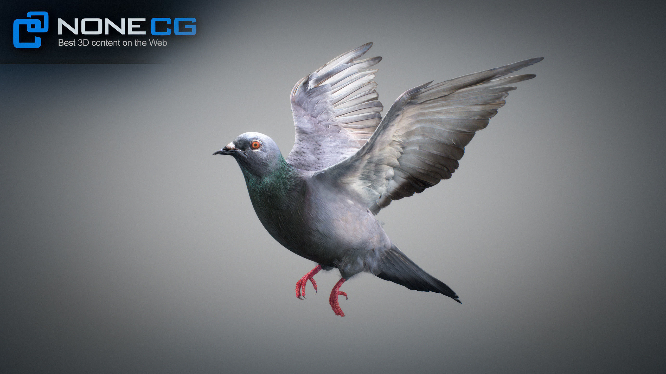 Rock Dove Animated 3D model_4