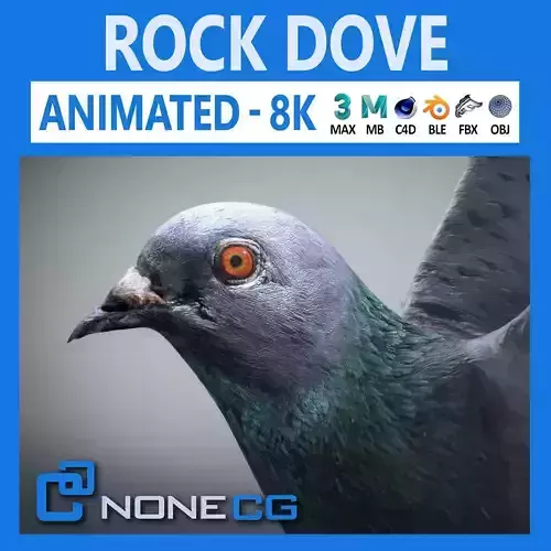 Rock Dove Animated 3D model