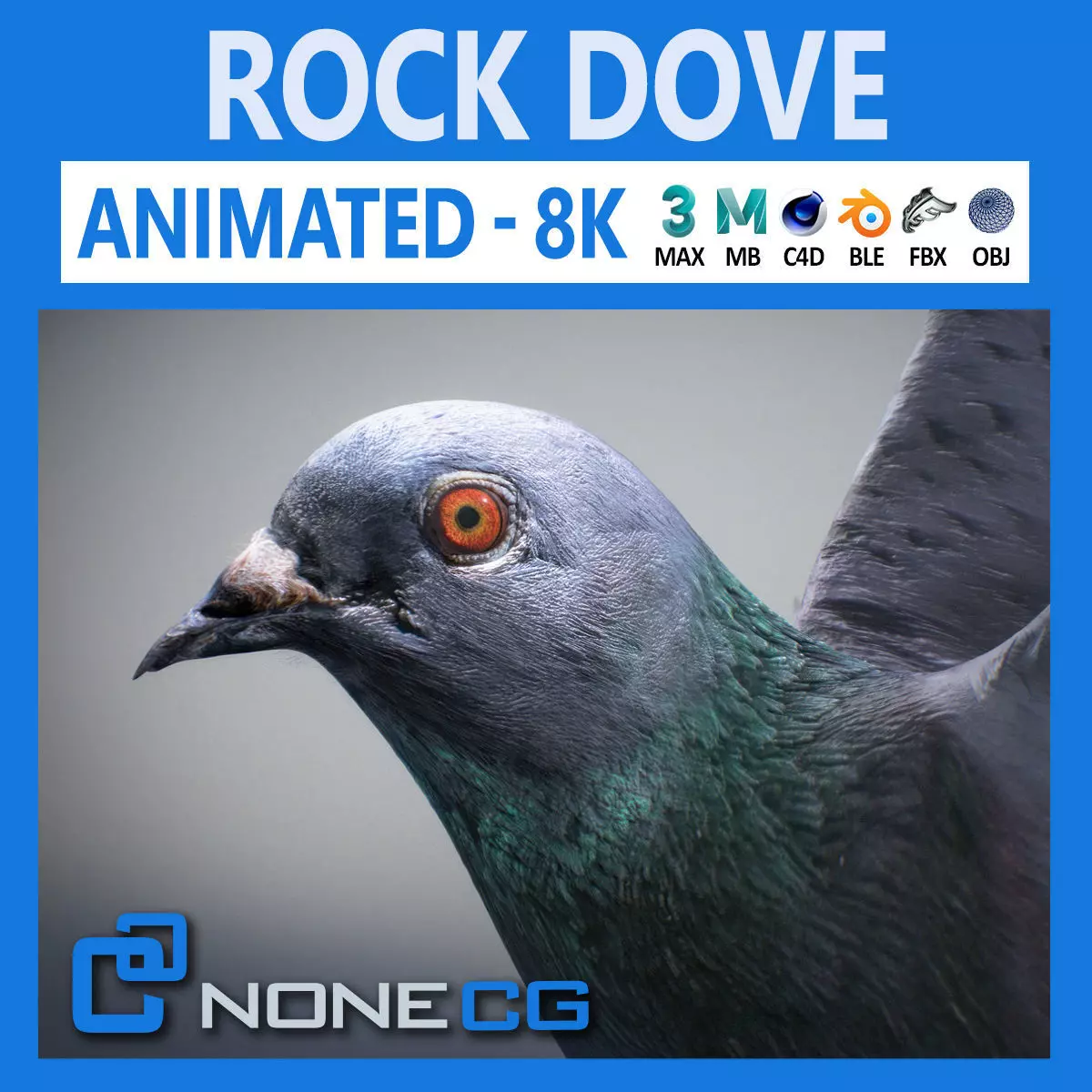 Rock Dove Animated 3D model_0
