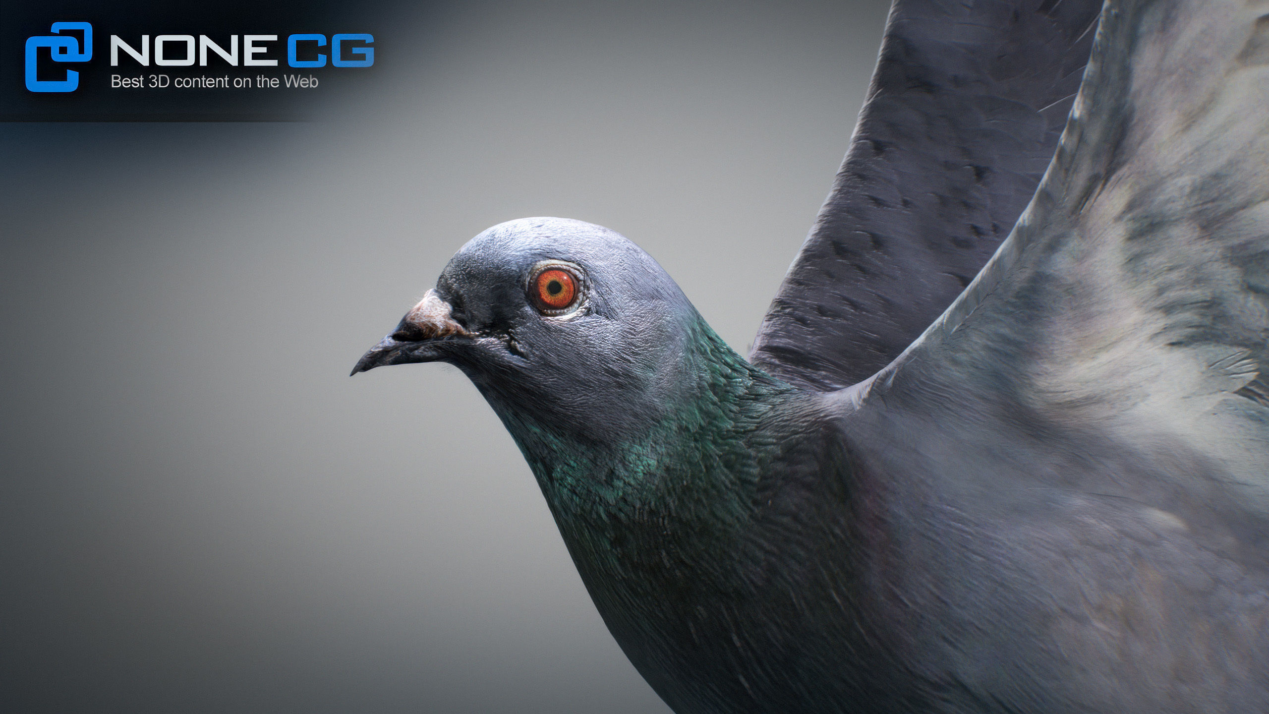 Rock Dove Animated 3D model_29