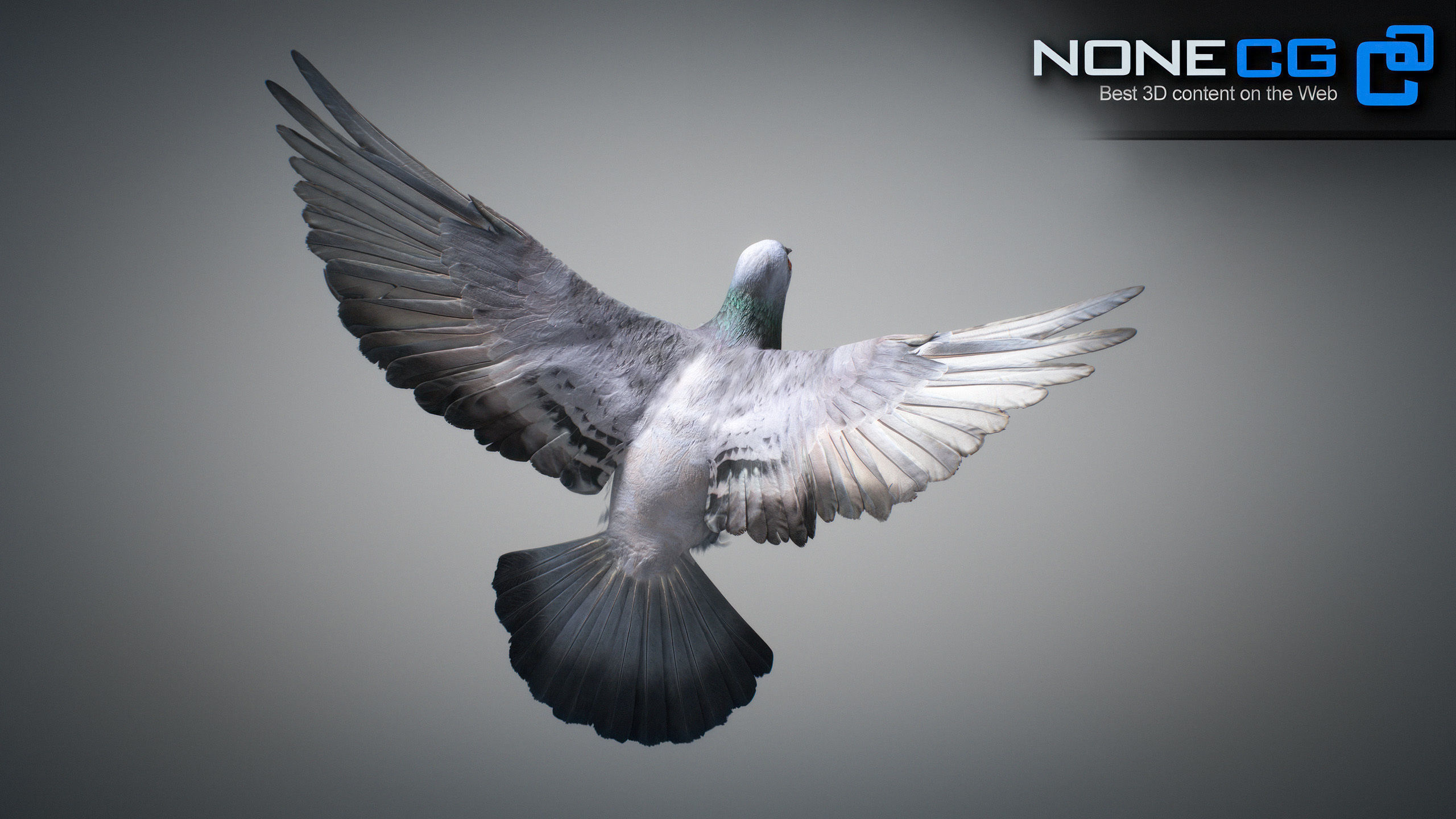 Rock Dove Animated 3D model_11