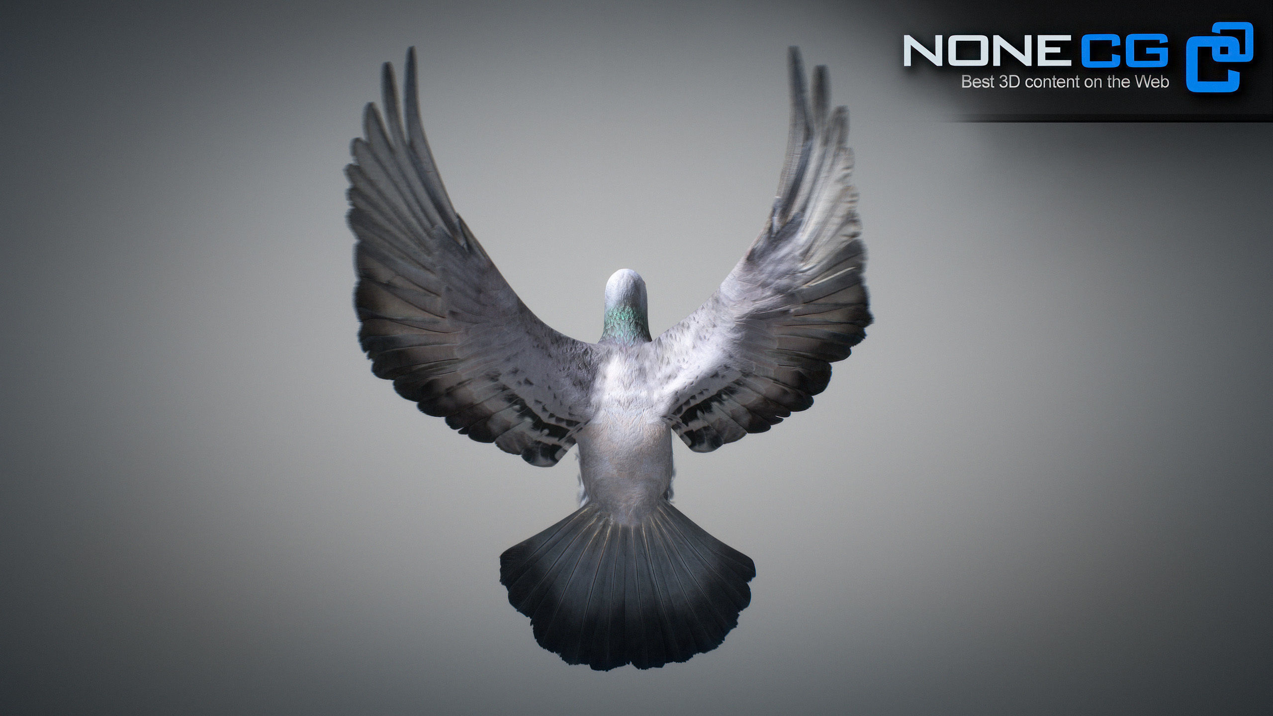 Rock Dove Animated 3D model_16